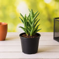 Tiger Tooth Aloe - 3" Pot