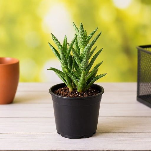 Tiger Tooth Aloe - 3" Pot