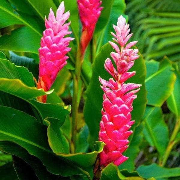 Alpinia Purpurata Red - 6" Grow bag