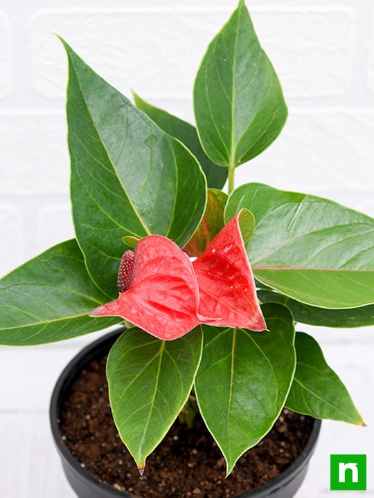 Anthurium Red - 5" Pot