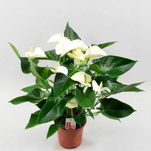 Anthurium White - 6" Pot