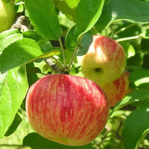 Apple - 10" Grow bag