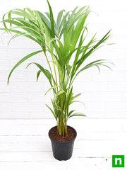 Areca Palm Green - 6" Pot