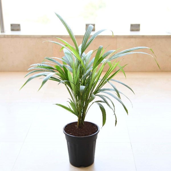 Areca Palm - 5" Pot