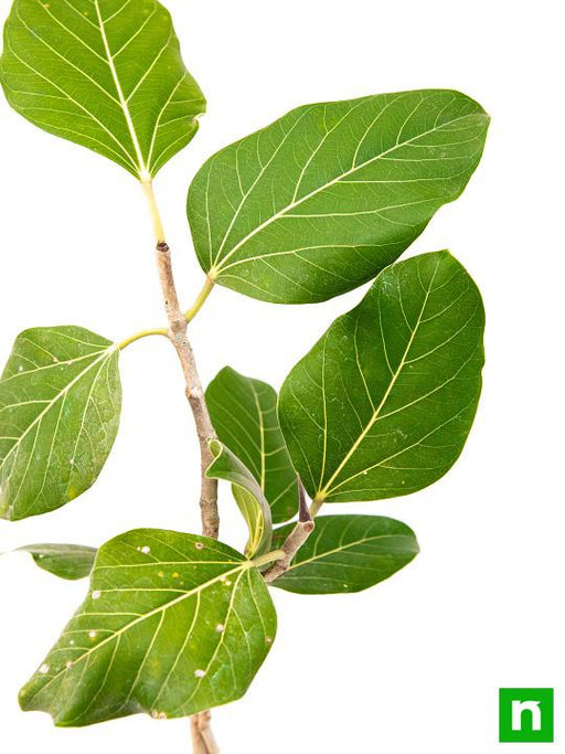 Banyan - 10" Grow bag