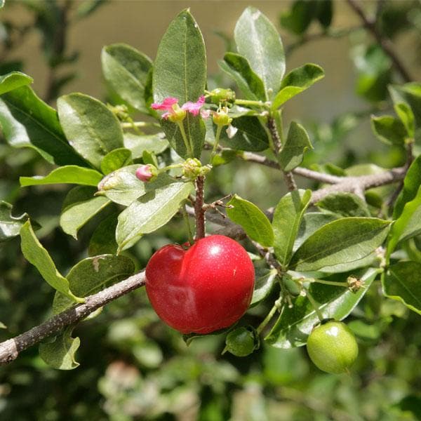 Barbados cherry tree - 10" Grow bag