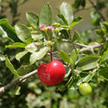 Barbados Cherry - 10" Grow bag