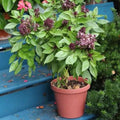 Basil Greek - Herb Seeds