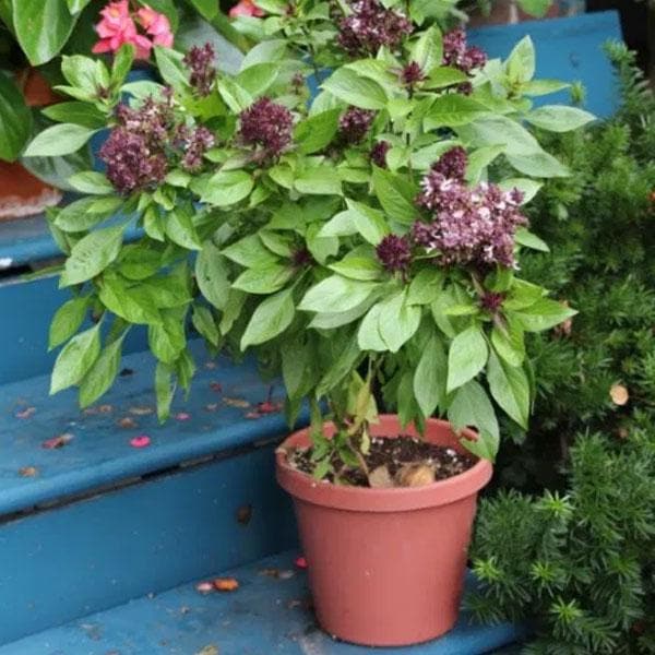 Basil Greek - Herb Seeds