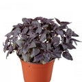 Basil Red, Red Basilicum Ocimum Red Osmin - Herb Seeds