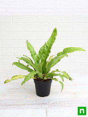 Bird's Nest Fern - 5" Pot