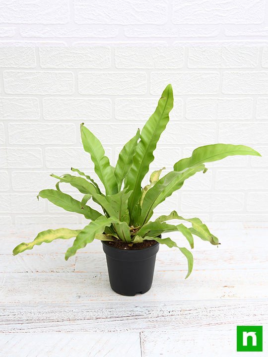 Bird's Nest Fern - 5" Pot