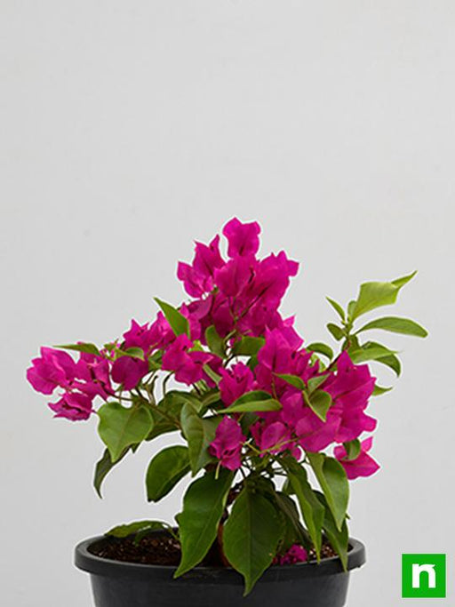Bougainvillea Mixed - 10" Grow bag
