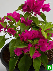 Bougainvillea Pink - 8" Pot