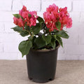 Bougainvillea Red - 8" Pot