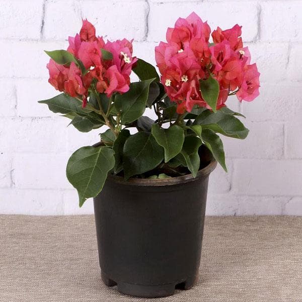 Bougainvillea Red - 8" Pot
