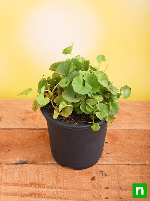 Brahmi - 5" Pot
