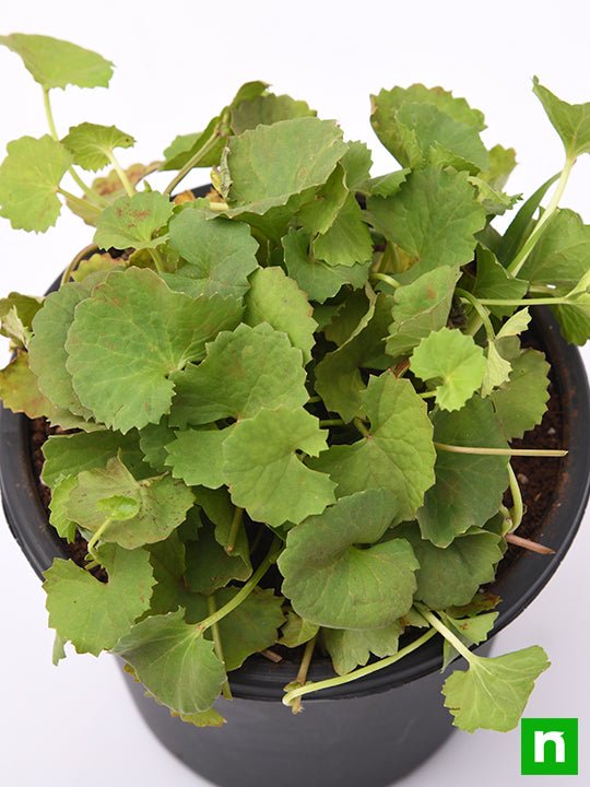 Brahmi - 5" Pot