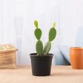 Bunny Ears Cactus - 3" Pot