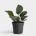Calathea Ornata Variegated - 5" Pot