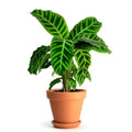 Calathea Zebrina Green - 5" Pot