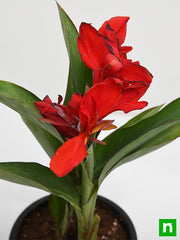 Canna Lily Red - 5" Pot