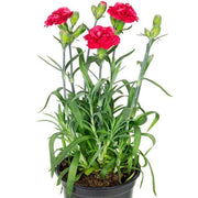 Carnation Red - 6" Pot