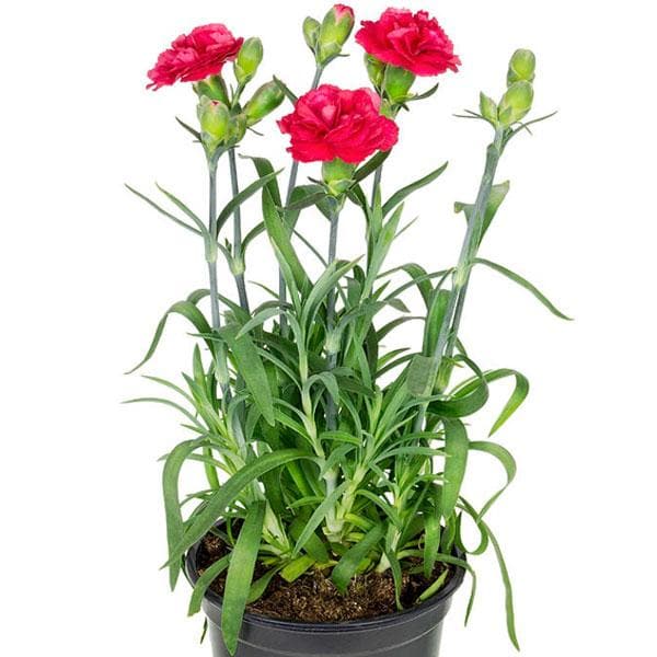 Carnation Red - 6" Pot