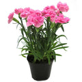 Carnation Mixed - 5" Pot