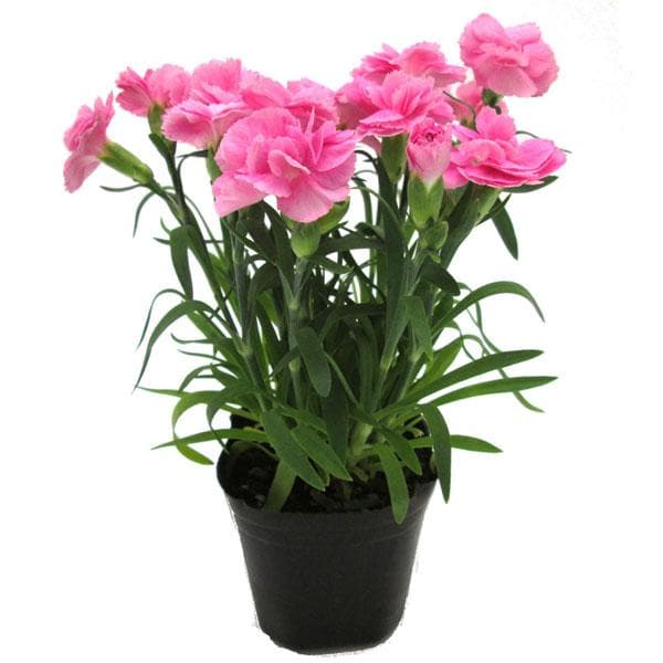 Carnation Mixed - 5" Pot