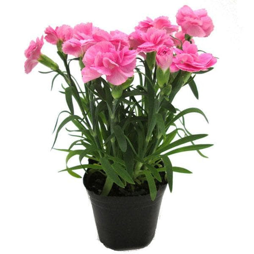 Carnation Pink - 5" Pot