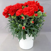 Carnation Red - 6" Pot