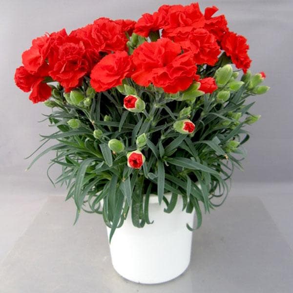 Carnation Red - 6" Pot