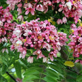 Pink Shower - 10" Grow bag