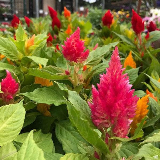 Celosia Plumosa Mixed - 6" Grow bag