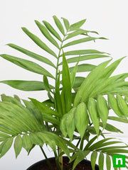 Cat Palm - 5" Pot