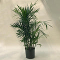 Bamboo Palm - 10" Grow bag