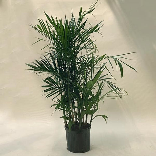 Bamboo Palm - 10" Grow bag