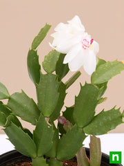 Christmas Cactus - 5" Pot