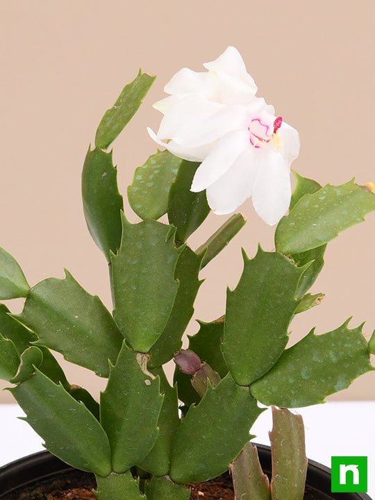 Christmas Cactus - 5" Pot