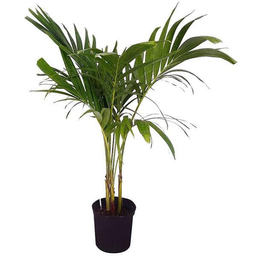 Christmas Palm - 6" Pot