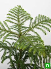 Christmas Tree - 10" Grow bag