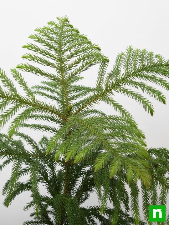 Christmas Tree - 10" Grow bag