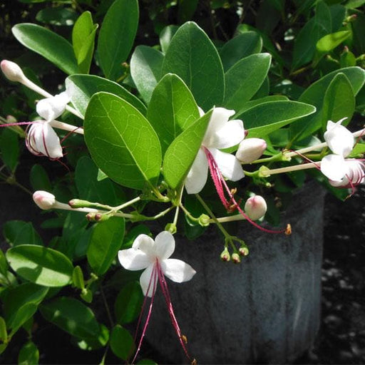 Clerodendrum Inerme White - 5" Pot