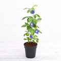 Butterfly Pea Blue - 5" Pot