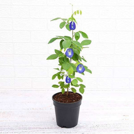 Butterfly Pea Blue - 5" Pot