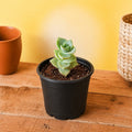 String of Buttons - 3" Pot