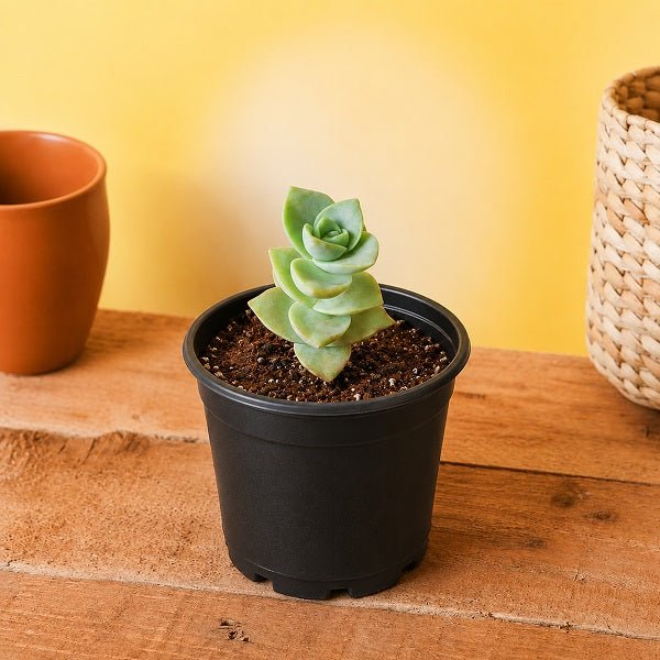 String of Buttons - 3" Pot