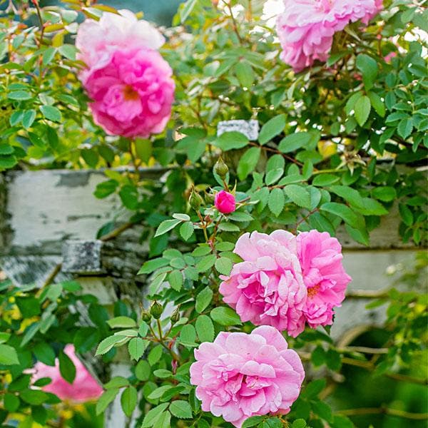Creeper Rose - 10" Grow bag