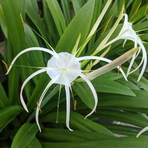 Crinum Lily - 5" Pot